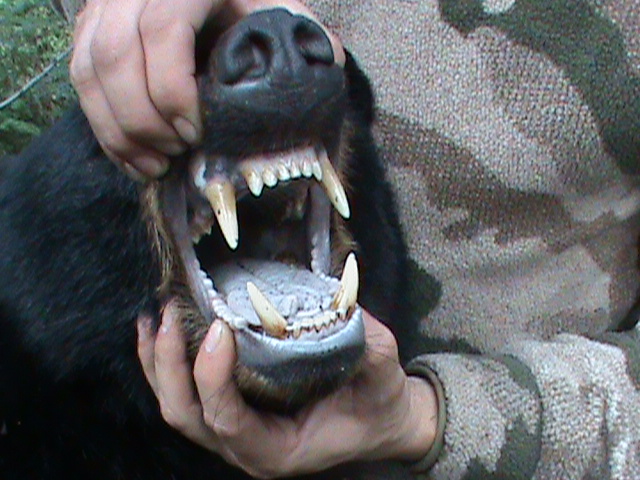 black bear teeth